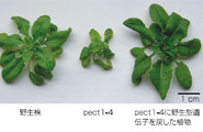 The Arabidopsis mutant pect1-4 exhibits dwarfism at low temperature.