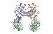 Crystallographic structure of SufC2-SufD2 complex that takes part in iron sulfur cluster biosyntheses