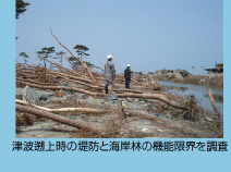 津波遡上時の堤防と海岸林の機能限界を調査
