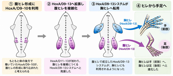 手足の複雑な形をつくる共通の仕組みは、腹ヒレから始まった －後方の腹ヒレから前方の胸ヒレへ、Hox遺伝子システムの進化モデルを提唱－