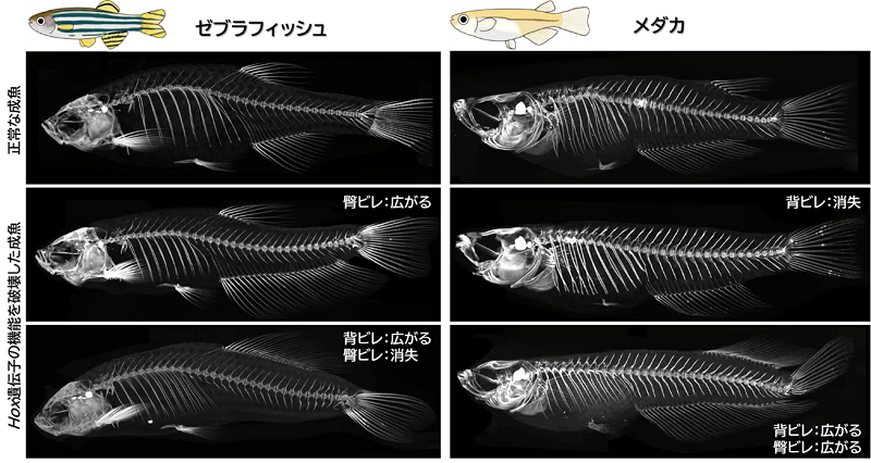 「魚のヒレ」 長かったり、短かったり⁉ 仕組みを解明～ヒレの多様な形成位置をもたらす単純なシステム～