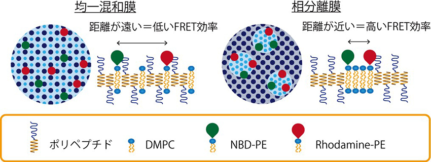 ニつの膜モデルと蛍光共鳴エネルギー移動(FRET)効率