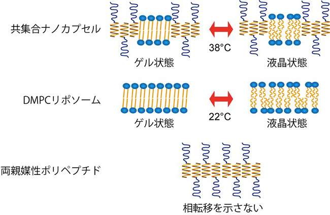 示差走査熱量測定の結果と共集合ナノカプセルの相転移の模式図