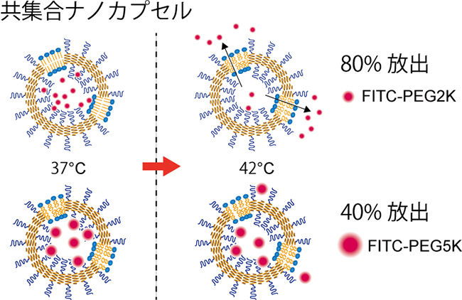 共集合ナノカプセルにおける内包分子の温度応答放出挙動