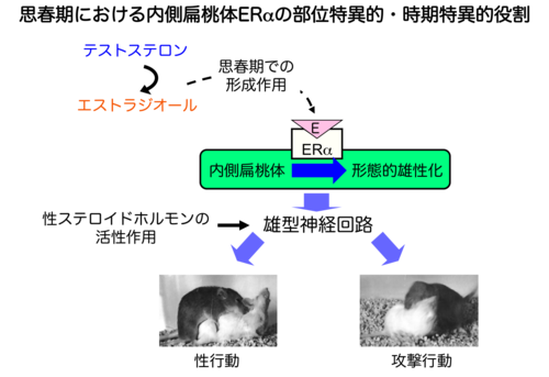 脳の雄性化における思春期での内側扁桃体ERの役割のイメージ図