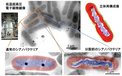 分裂時シアノバクテリアが示す染色体状構造の低温超高圧電子顕微鏡解析（赤がチラコイド膜層、青がDNA、黒と黄色の粒子がポリリン酸体）