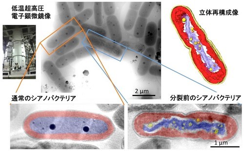 分裂時シアノバクテリアが示す染色体状構造の低温超高圧電子顕微鏡解析(赤がチラコイド膜層、青がDNA、黒と黄色の粒子がポリリン酸体)