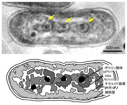 シアノバクテリアが示す染色体状構造　ポリリン酸体からうず巻き状にDNAが作られてくる様子（矢印）